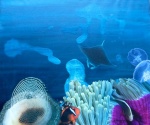 Clownfisch und Seeanemonen