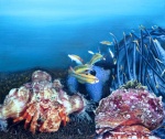Einsiedlerkrebs, Schnecke und Garnelen
